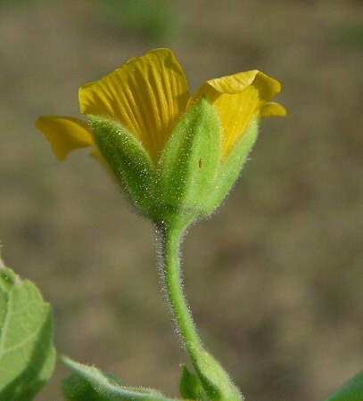 Abutilon_theophrasti_calyx.jpg