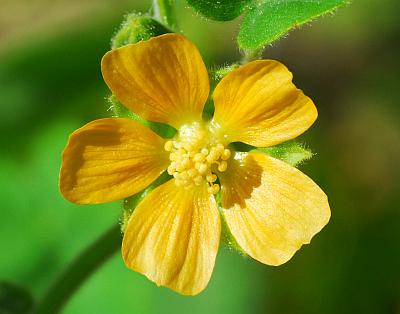 Abutilon_theophrasti_corolla.jpg