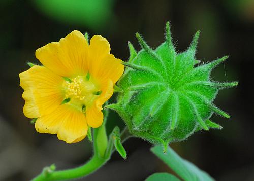 Abutilon_theophrasti_flower.jpg