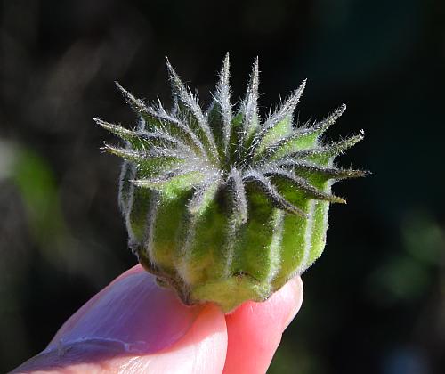 Abutilon_theophrasti_fruit1.jpg