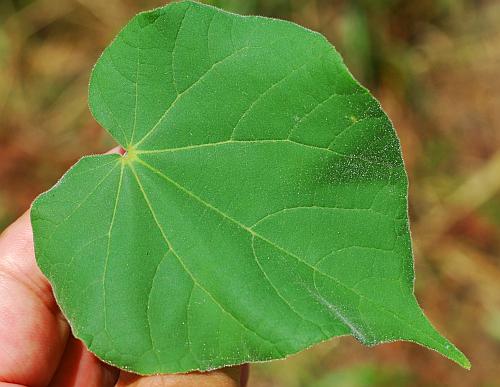 Abutilon_theophrasti_leaf1.jpg