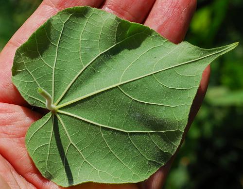 Abutilon_theophrasti_leaf2.jpg