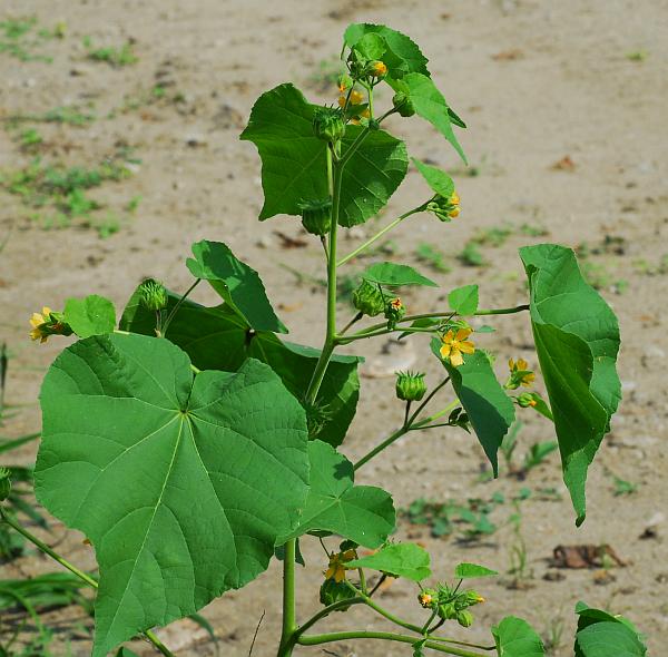 Abutilon_theophrasti_plant.jpg