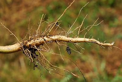 Abutilon_theophrasti_root.jpg