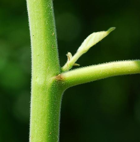 Abutilon_theophrasti_stem.jpg