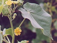 Abutilon theophrasti thumbnail