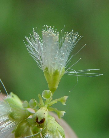 Acaciella_angustissima_flower.jpg