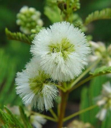 Acaciella_angustissima_inflorescence.jpg