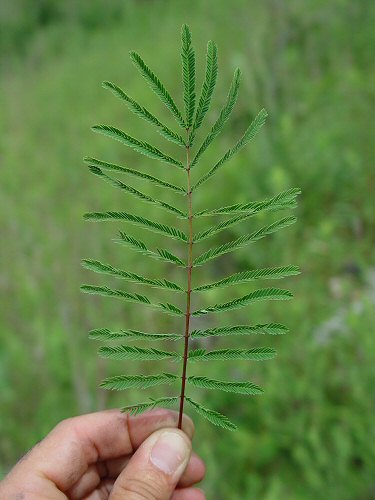 Acaciella_angustissima_leaf.jpg