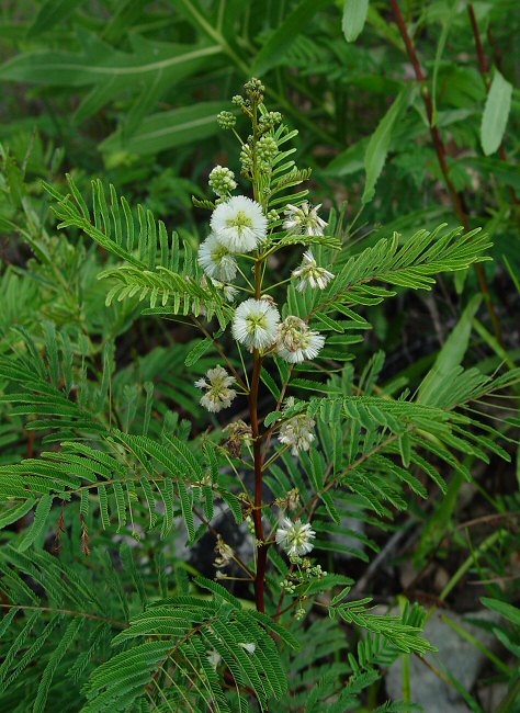 Acaciella_angustissima_plant.jpg