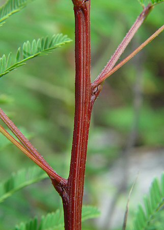 Acaciella_angustissima_stem.jpg