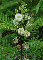 Acaciella angustissima thumbnail