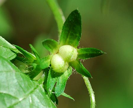 Acalypha_deamii_fruit2.jpg