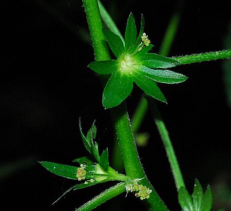 Acalypha_deamii_inflorescence.jpg