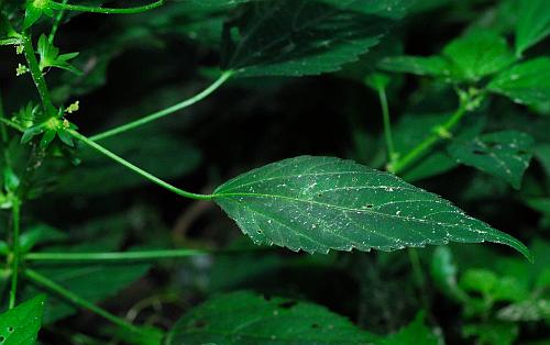 Acalypha_deamii_leaf.jpg