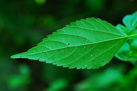 Acalypha_deamii_leaf2.jpg