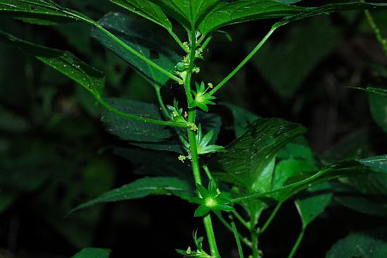 Acalypha_deamii_stem.jpg