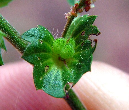 Acalypha_gracilens_capsule.jpg