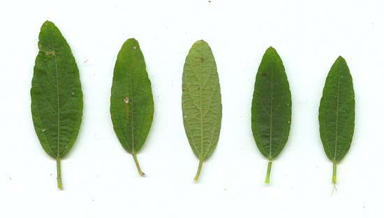 Acalypha_gracilens_leaves.jpg