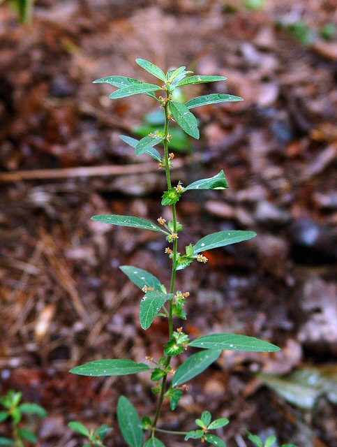 Acalypha_gracilens_plant.jpg