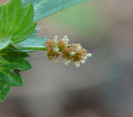 Acalypha_gracilens_staminate_flowers.jpg