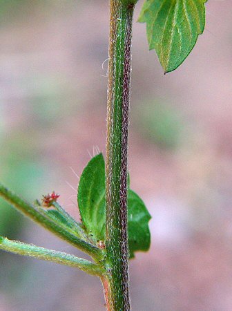 Acalypha_gracilens_stem.jpg