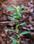 Acalypha gracilens thumbnail