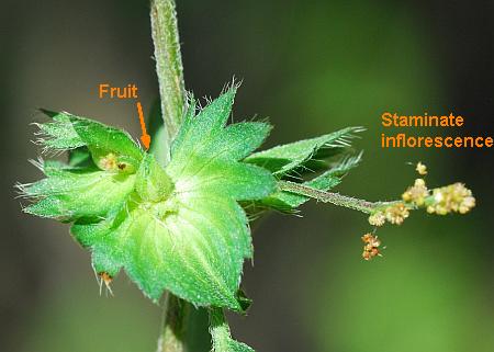 Acalypha_monococca_inflorescence.jpg