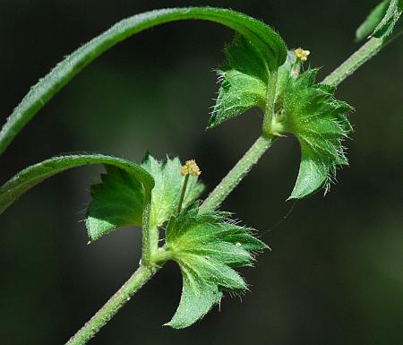 Acalypha_monococca_inflorescences.jpg