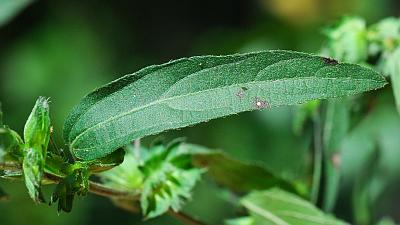 Acalypha_monococca_leaf1.jpg