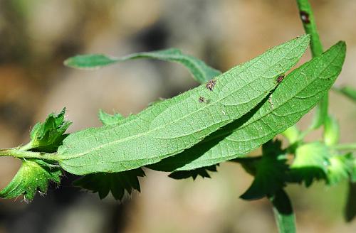 Acalypha_monococca_leaf2.jpg