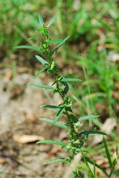 Acalypha_monococca_plant.jpg