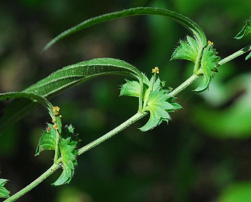 Acalypha_monococca_stem.jpg