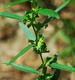 Acalypha monococca thumbnail