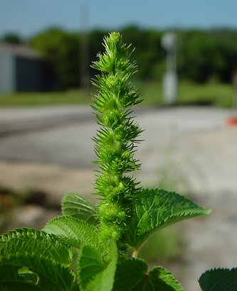 Acalypha_ostryifolia_fruits.jpg