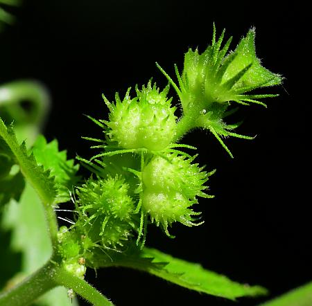 Acalypha_ostryifolia_fruits2.jpg