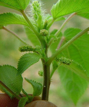 Acalypha_ostryifolia_inflorescence.jpg