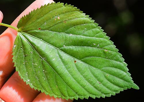 Acalypha_ostryifolia_leaf1.jpg