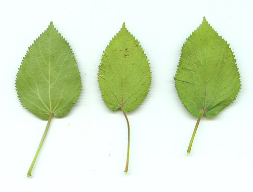 Acalypha_ostryifolia_leaves.jpg