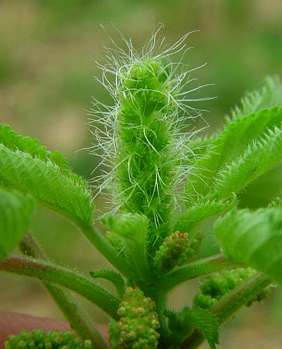 Acalypha_ostryifolia_pistillate.jpg