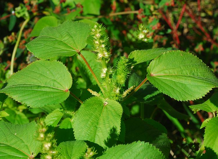 Acalypha_ostryifolia_plant.jpg