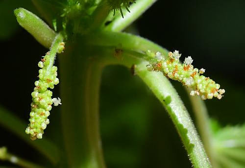 Acalypha_ostryifolia_staminate.jpg