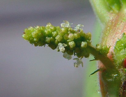 Acalypha_ostryifolia_staminate_flowers.jpg