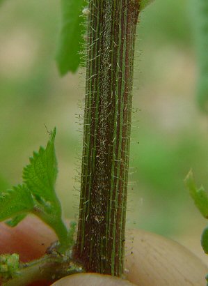 Acalypha_ostryifolia_stem.jpg