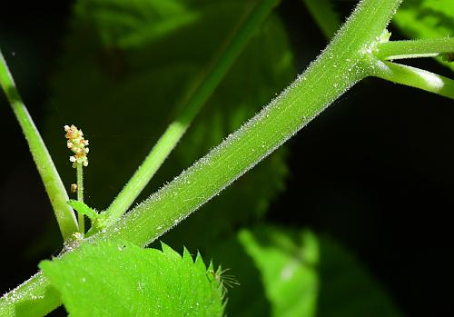 Acalypha_ostryifolia_stem2.jpg