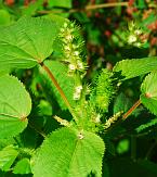 Acalypha ostryifolia thumbnail