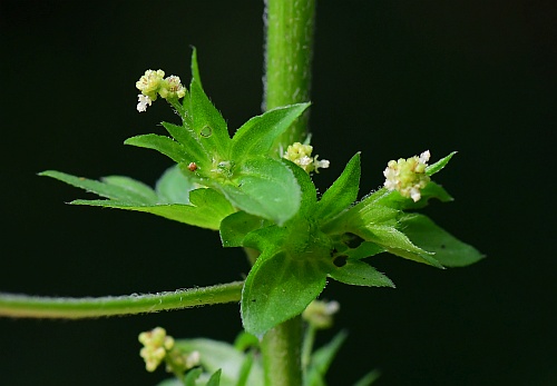 Acalypha_rhomboidea_bracts.jpg