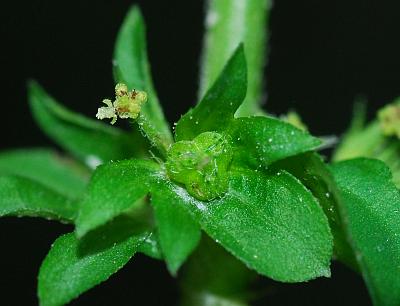 Acalypha_rhomboidea_fruit.jpg