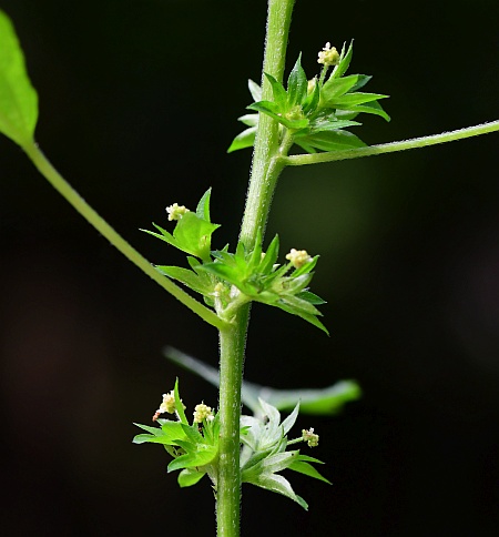 Acalypha_rhomboidea_inflorescence.jpg