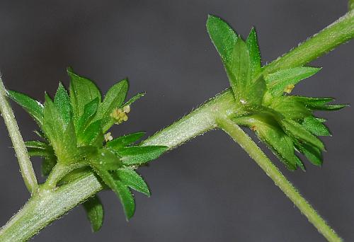 Acalypha_rhomboidea_inflorescence2.jpg